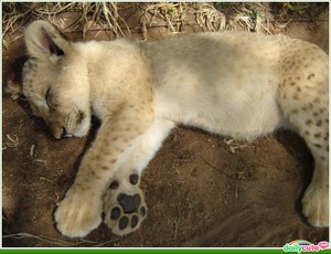  Sleepy lion cub