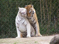 Tiger            - animals photo