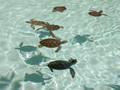 Turtles    - animals photo