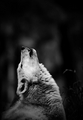 Wolf       - animals photo
