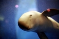 beluga - beautiful-pictures photo