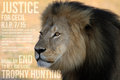 justice for cecil  - lions photo