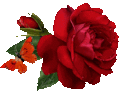 A Rose for YOU - cynthia-selahblue-cynti19 fan art