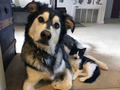 Cat and Dog - animals photo