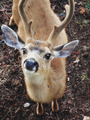 Deer            - animals photo
