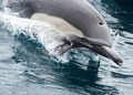 Dolphin   - animals photo