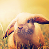  Field rabbit