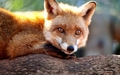 Fox       - animals photo