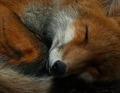 Fox      - animals photo