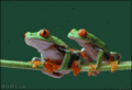 Frogs       - random photo
