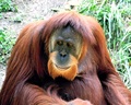 Orangutan - random photo