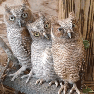  Owls