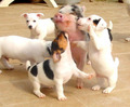 Pig and Puppies  - animals photo