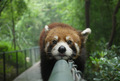 Red Panda    - animals photo