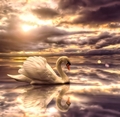 Swan        - animals photo