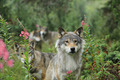 Wolves   - animals photo