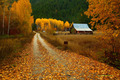 Autumn is here - autumn photo