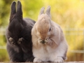 Bunnies  - animals photo