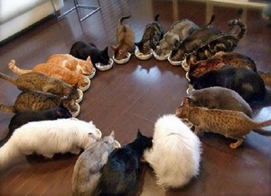  Cat 花 feast