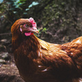 Chicken  - animals photo