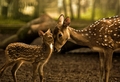 Deers  - animals photo