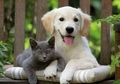 Dog and Cat - animals photo