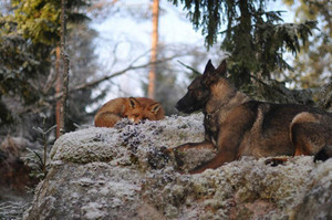  Dog and cáo, fox