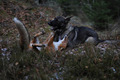 Dog and Fox - dogs photo
