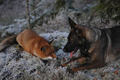 Dog and Fox - dogs photo