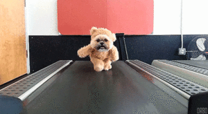  Dogs on treadmills