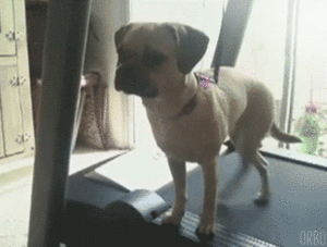  anjing on treadmills