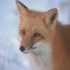  狐, フォックス in Snow