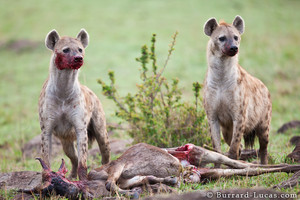  Hyena eating stuff