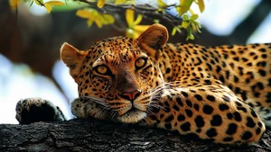  Leopard In дерево