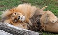 Lion - animals photo