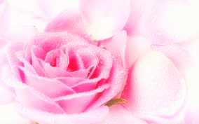  MY roze ROSE