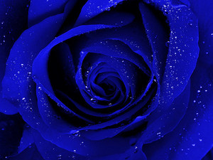 My Blue Rose