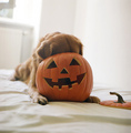 Puppy and Pumpkin - dogs photo