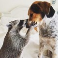 Raccoon and Dog - random photo