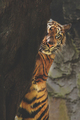 Tiger  - animals photo