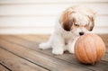 dog and Pumpkin  - dogs photo