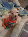 meet my new puppy!: paris rumbelle ♥ - leyton-family-3 photo