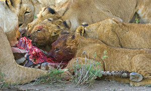  5 lions eat dead zebra, kuda belang