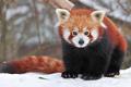 ADORABLE!!!!!!!!! - red-pandas photo