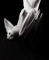 Albino Bat  - animals photo