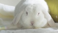 bunny-rabbits - Albino Lop wallpaper