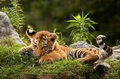 Baby Tiger - animals photo