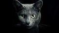 cats - Black Cat wallpaper