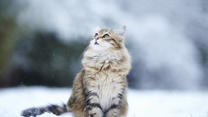 Cat in the Snow