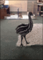 Emu  - random photo